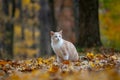 Yellow tabby cat in fall Royalty Free Stock Photo