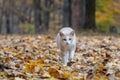 Yellow tabby cat in fall Royalty Free Stock Photo