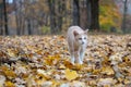 Yellow tabby cat in fall Royalty Free Stock Photo