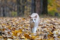 Yellow tabby cat in fall Royalty Free Stock Photo
