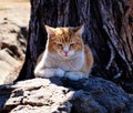 A yellow tabby cat laying on a rock in the sunshine.