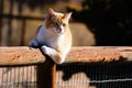 A Yellow Tabby Cat Leaning On A Fence Pole