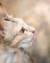 Yellow Tabby Cat Lick Her Mouth Or Nose