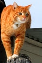 Yellow Tabby Cat Prowling 2