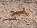 A yellow tabby cat running in the desert sand