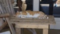 A Yellow Tabby Cat Sleeping Peacefully On A Patio Table.
