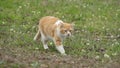 A yellow tabby cat walking in the grass. Royalty Free Stock Photo