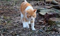 A yellow tabby cat walking up a dirt pathway.