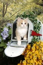 A Yellow Tabby Kitten in a Mailbox Royalty Free Stock Photo