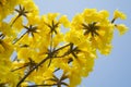 Yellow Tabebuia and bicycle