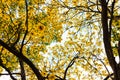 Yellow Tabebuia chrysantha flower Royalty Free Stock Photo