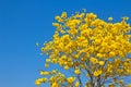 Yellow tabebuia flower Royalty Free Stock Photo