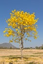 Yellow tabebuia flower Royalty Free Stock Photo