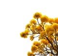 Yellow Tabebuia flower in bloom on tree isolated on white background Royalty Free Stock Photo