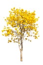 Yellow tabebuia flower Royalty Free Stock Photo