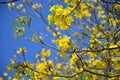 Yellow tabebuia (roble) background focus in center Royalty Free Stock Photo