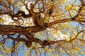 Yellow tabebuia tree in full bloom Royalty Free Stock Photo