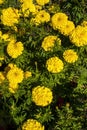 Yellow Tagetes Flower , Centre-du-Quebec