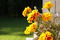 Yellow Tagetes Flowers Royalty Free Stock Photo