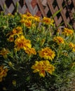 Yellow Tagetes flowers against the background of a wooden fence Royalty Free Stock Photo