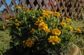 Yellow Tagetes flowers against the background of a wooden fence Royalty Free Stock Photo