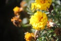 Yellow Tagetes Flowers Royalty Free Stock Photo