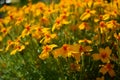 Yellow tagetes flowers on a flower bed Royalty Free Stock Photo