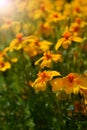 Yellow tagetes flowers on a flower bed Royalty Free Stock Photo