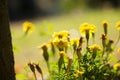 Yellow Tagetes Flowers on Sunset Royalty Free Stock Photo