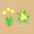 Yellow tahiti daffodil flower element