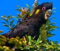 Yellow tail black cockatoo