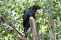 Yellow tail black cockatoo, Australia Royalty Free Stock Photo