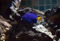 Closeup of yellow tail blue damsel Royalty Free Stock Photo