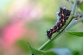 Yellow-tail caterpillar Acronicta rumicis