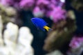 Yellow tail damsel fish close up in an aquarium Royalty Free Stock Photo