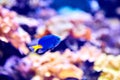 Yellow Tail Damselfish or Chrysiptera Parasema underwater in sea Royalty Free Stock Photo