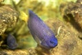 Yellow tail damsels among reef rocks. Royalty Free Stock Photo