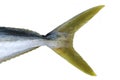 Yellow tail fish Royalty Free Stock Photo