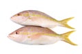 Yellow Tail Snappers