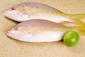 Yellow Tail Snappers and a Lime