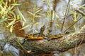 Yellow Tail Turtle Royalty Free Stock Photo