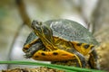 Yellow Tail Turtle Royalty Free Stock Photo