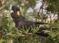 Yellow tailed black cockatoo in a banksii bush. Royalty Free Stock Photo