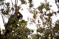 The yellow-tailed black cockatoo Calyptorhynchus funereus