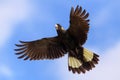 Yellow-tailed Black-Cockatoo in air with full wingspan