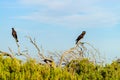 Yellow-tailed black cockatoo couple Royalty Free Stock Photo