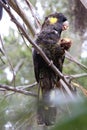 Yellow-tailed black cockatoo eating a nut