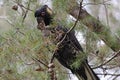 Yellow-tailed Black Cockatoo