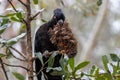 Yellow-tailed Black Cockatoo