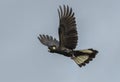 Yellow tailed Black Cockatoo in flight.